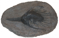 Psychopyge elegans, trilobite