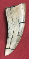 5.InchTyrannosaurus rex Tooth 