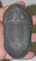 Isotelus iowensis, trilobite