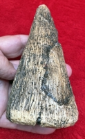 Iguanodon Dinosaur Thumb Spike