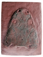 Koskinonodon perfecta, Metaposaur amphibina skull