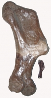 Triceratops, baby humerus