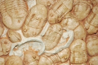 Homotelus bromidensis, trilobite