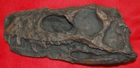 Herrerasaurus, skull