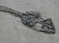 Keichousaurus hui, marine reptile