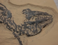 Hyopsodus wortmani, fossil Green River mammal