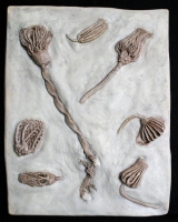 Crinoid Composit Mortality Plate, 7 Species