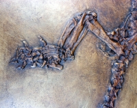 Ailuravua macrurus skeleton