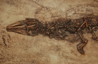 Diplocynodon, juvenile crocodile