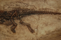 Diplocynodon, juvenile crocodile