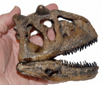 Carnotaurus 1/8 Scale Skull, model