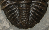 Drotops megalomanicus, trilobite, fossils as art