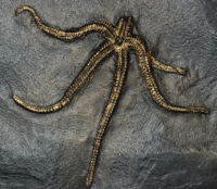 Urastrerella asperula, brittle star