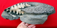 Placenticeras meeki, ammonite