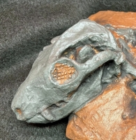 Thrinaxodon, cynodont (therapsid)