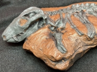 Thrinaxodon, cynodont (therapsid)