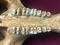 Platygonus vetus, skull (Peccary)