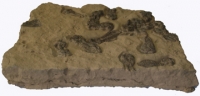 Jimbacrinus bostocki, crinoid mortality plate