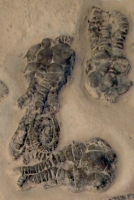 Jimbacrinus bostocki, crinoid mortality plate