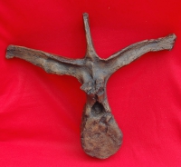 Triceratops, dorsal vertebra