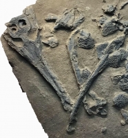 Platysuchus petroleoum, Eocene crocodile skeleton in matrix