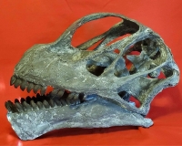 Camarasaurus, skull