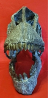 Camarasaurus, skull