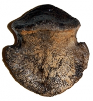 Edmontosaurus regalis, toe, juvenile