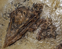 Aves, Unidentified Fossil Bird from China