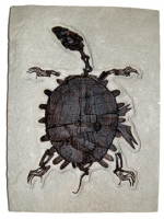 Trionyx, green river turtle with bite marks