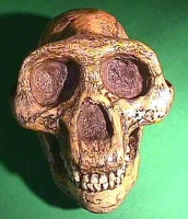 Lucy, Australopithecus afarensis, Skull Reconstruction