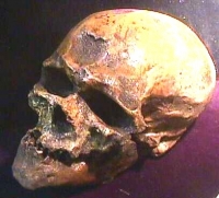 Cro-Magnon Skull, Home sapiens