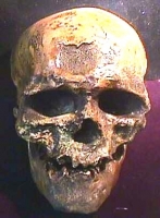 Cro-Magnon Skull, Home sapiens