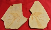 Archaeopteryx lithographicia, Eichstatt Specimen B side