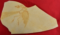 Archaeopteryx lithographicia, Eichstatt Specimen A & B sides