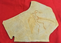 Archaeopteryx lithographicia, Eichstatt Specimen A & B sides