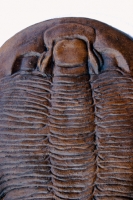 Dikelocephalus minnesotensis, trilobite