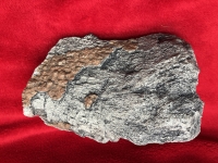 Edmontosaurus dinosaur tibia with skin