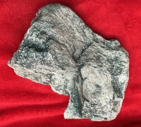 Edmontosaurus dinosaur tibia with skin