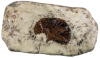 Ginkgo biloba Fossil Leaf