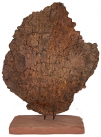 Stegosaurus medium dorsal plate