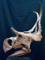 Diabloceratops eatoni, skull