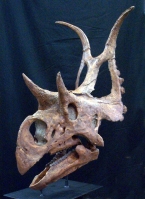 Diabloceratops eatoni, skull