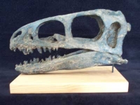 Zuni Coelurosaur Skull 