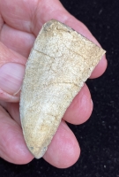 2 3/8 inch Tyrannosaurus rex Tooth