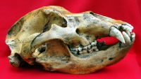 Ursus spelaeus, Cave Bear Skull & Lower Jaws