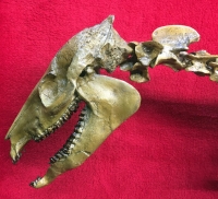 Mesohippus bardi (early horse) Mounted Skeleton