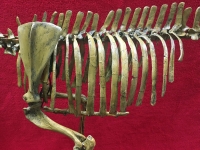 Mesohippus bardi (early horse) Mounted Skeleton