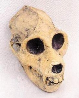 Aegytopithecus zeuxis, skull reconstruction