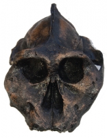 Australopithecus aethopicus, the BLACK skull